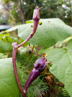 GARDENHUNT Purple Clove Beans, Nithya Vazhuthana Seed(6 per packet)