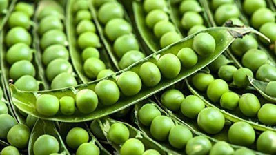 CYBEXIS VVI-38 - Early Frosty Pea - (300 Seeds) Seed(300 per packet)