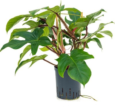 Ultima Search Philodendron Plant(Pack of 1)