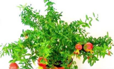 KUMUBON Pomegranate Plant(Hybrid, Pack of 1)