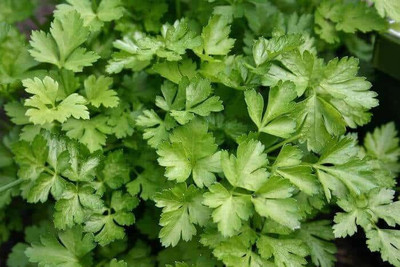 XOLDA Parsley Vegetable Seed(10 per packet)