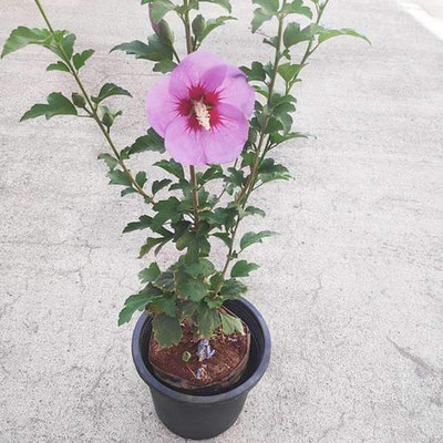 Saeedia plant hub Hibiscus Plant(Hybrid, Pack of 1)