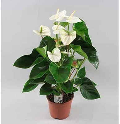 HERBALISM Anthurium Plant(Pack of 1)