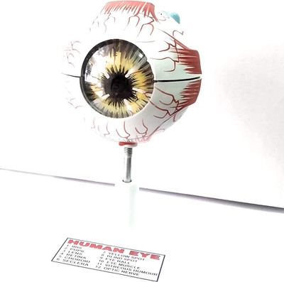 Spylx Educational Human Eye Ball Dissectable Model Biology Medical Study, Teacher's Learning and School Lab Material(Multicolor)