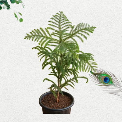 BALUBITA Christmas Tree Plant(Hybrid, Pack of 1)