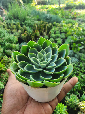 PLANTTOOZS Echeveria Nodulosa Plant(Hybrid, Pack of 1)
