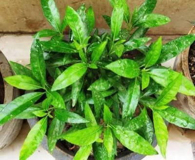 PLANTTOOZS Sadabahar Plant(Hybrid, Pack of 1)