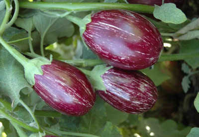 R-DRoz Seeds ChuChu Brinjal Magnif Seeds - Pack of 40 Seeds Hybrid Seed(40 per packet)