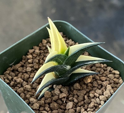 Srushtitraders Succulent - Haworthia viscose variegate seeds Seed(10 per packet)