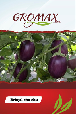 Gromax India Chu - Chu Brinjal Seed(40 per packet)