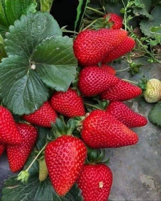 Cloud Farm Strawberry Plant(Hybrid, Pack of 1)