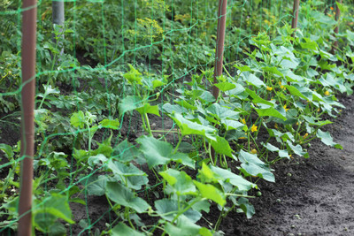 VNR Fresh VNR Cucumber Vegetable Hybrid Seed(300 per packet)