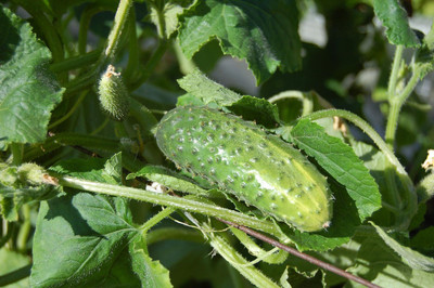 Pearlo Cucumber Seed(300 per packet)