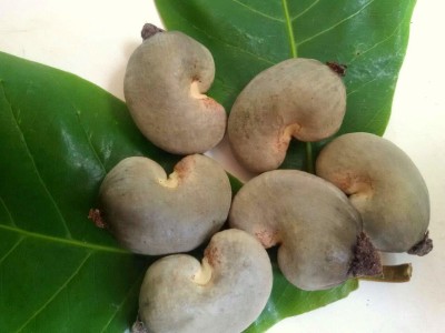EasySeeds Cashew, Kaju, Anacardium occidentale, Cashew Nut, Cashew Apple, Snack nut Seeds Seed(5 per packet)