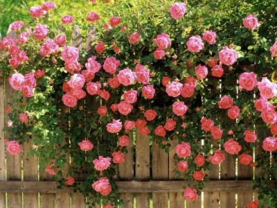 Srushtitraders CLIMBING ROSE Rosa Bush Vine Climber Fragrant Butterfly Flower Seeds Seed(1 per packet)