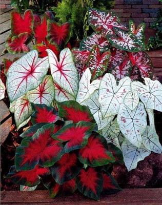 SIDDHI VINAYAK GALLERY Caladium Firechief Beautiful multicolour hybrid Leafy Plant Bulbs for Indoor Outdoor Home Gardening Seed(15 per packet)