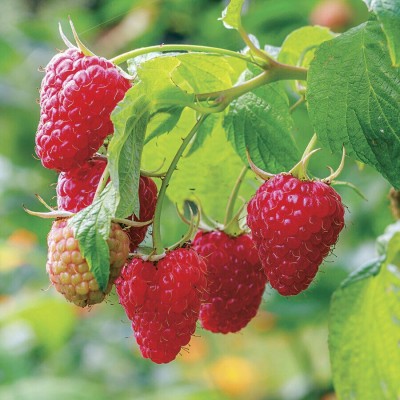 Srushtitraders Giant Red Raspberry Seeds, Garden Fruit Plant, Juicy And Delicious Seed(50 per packet)