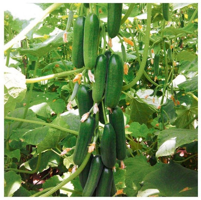 VNR Fresh VNR Cucumber Vegetable Hybrid Seed(50 per packet)