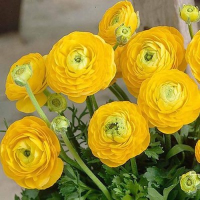 Udanta Ranunculus Double Yellow Flower Hybrid Important Flower Bulbs For Planting - Pack of 10 Bulbs Seed(10 per packet)