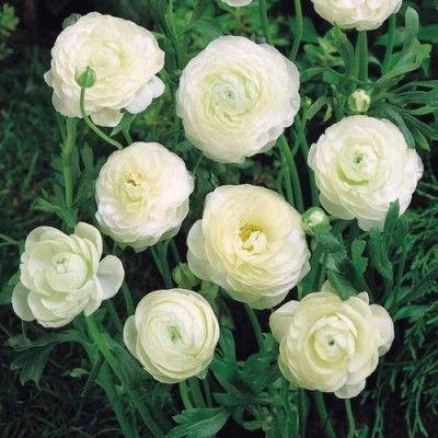 Udanta Ranunculus White Color Double Flower Bulbs Pack of 10 bulbs Seed(10 per packet)