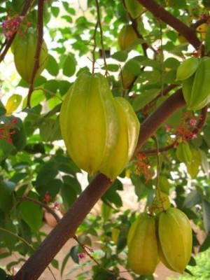 AloGardening Star Fruit Carambola Grafted Plant(Hybrid, Pack of 1)