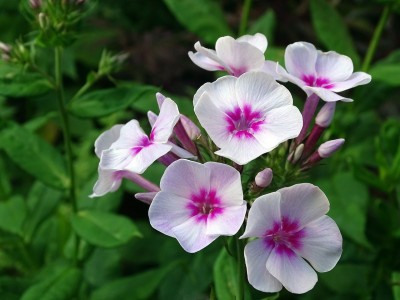 Mozette Hybrid Phlox Seed(55 per packet)