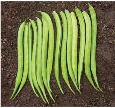 Avysa Cluster Beans (gawar,guar Phalli,goru chikkudu,kothavara) Seed(800 per packet)