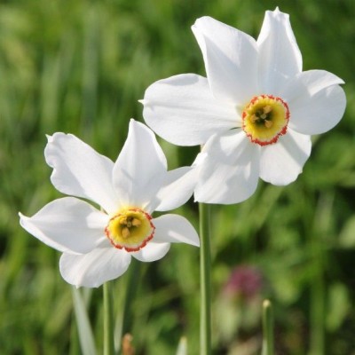 Udanta Tuberose Rajnigandha White Double Flower Bulbs pack of 10 bulbs Seed(18 per packet)