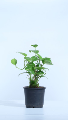 Ultima Search Money Plant(Pack of 1)