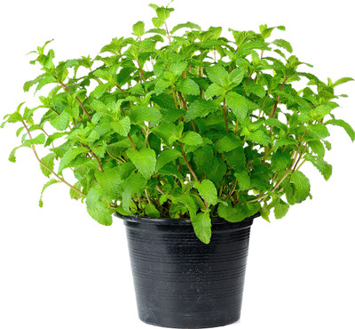 Ultima Search Mint Plant(Pack of 1)