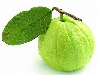 TRICONE Guava Seed(50 per packet)