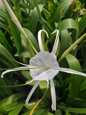 Ultima Search Spider Plant(Pack of 1)