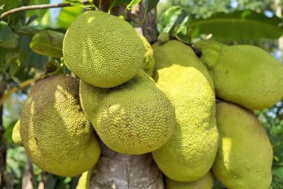 Corofitam Jackfruit Plant(Hybrid, Pack of 1)