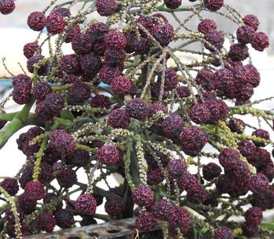 Aquinnah Rudraksh Live Plant(Hybrid, Pack of 1)