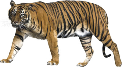 Varadvinayak 74 cm Amazing tiger Self Adhesive Sticker(Pack of 1)