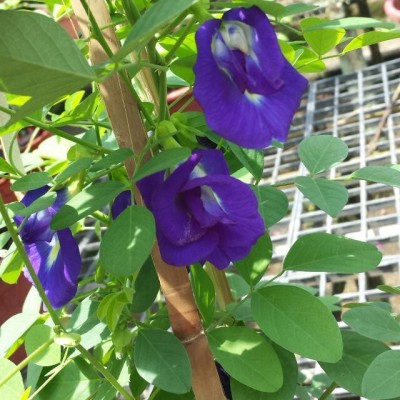 PB HONEY PRIYA PLNTS Aparajita/ Butterfly Pea Plant(Hybrid, Pack of 1)