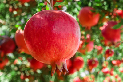 Fulmala Nursery Pomegranate Plant(Hybrid, Pack of 1)