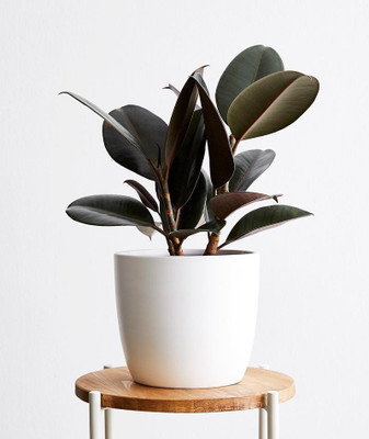 Cloud Farm Rubber Tree(Hybrid, Pack of 1)