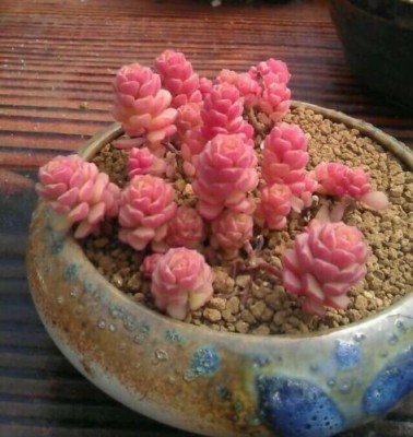 Srushtitraders Sedum versadense, pink succulent, rare succulent, 10 seeds Seed(10 per packet)