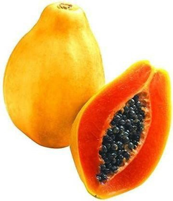 THAMMAR gayllord pusa nanha /dwarf papaya hybrid seeds Seed(900 per packet)