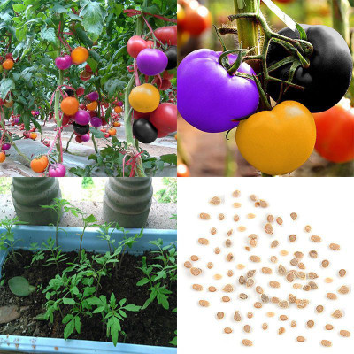 Qualtivate Rainbow Tomato Seeds Seed(100 per packet)