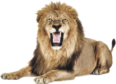 Varadvinayak 45 cm Lion Self Adhesive Sticker(Pack of 1)
