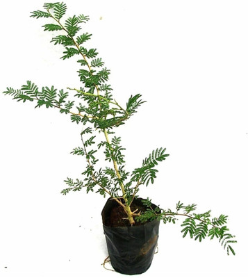 ROYAL NURSERY Shami/Jand Plant(Hybrid, Pack of 1)