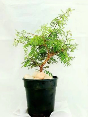 ROYAL NURSERY Shami/Jand Plant(Hybrid, Pack of 1)