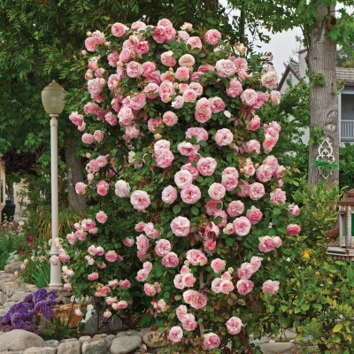 Aquinnah Graden Rose Plant(Hybrid, Pack of 1)