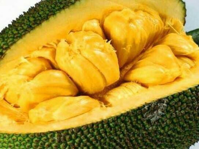 GreenyOn Jackfruit Plant(Hybrid, Pack of 1)