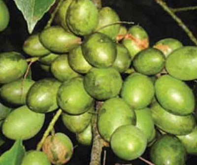 SANJU Amla Plant(Hybrid, Pack of 1)