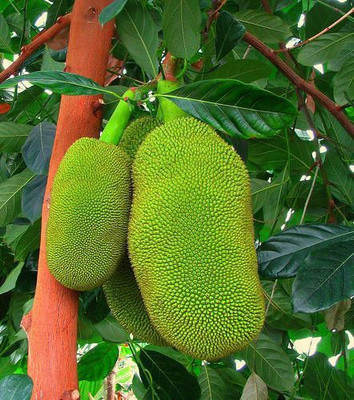 BALUBITA Jackfruit Plant(Hybrid, Pack of 1)