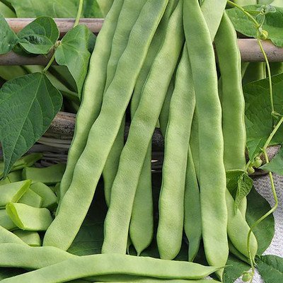 SimXotic SimXotic® Sem Phali (Runner Beans) Open Pollinated Vegetables Aone Seeds Seed(25 per packet)