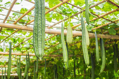 XOLDAA FI QUALITY RIDGE GOURD Seed(20 per packet)